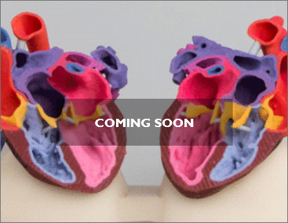Anatomical Model