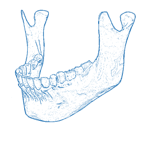 Mandible