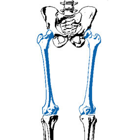 Femur