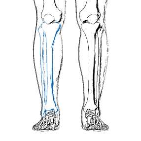 Tibia