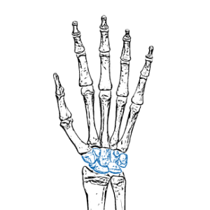 (Hand) Carpal