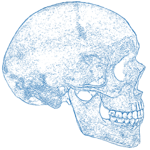 Cranium