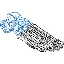 Tarsals