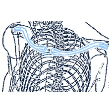 Clavicle